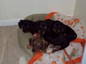 MiniDoxiePuppiesforSale